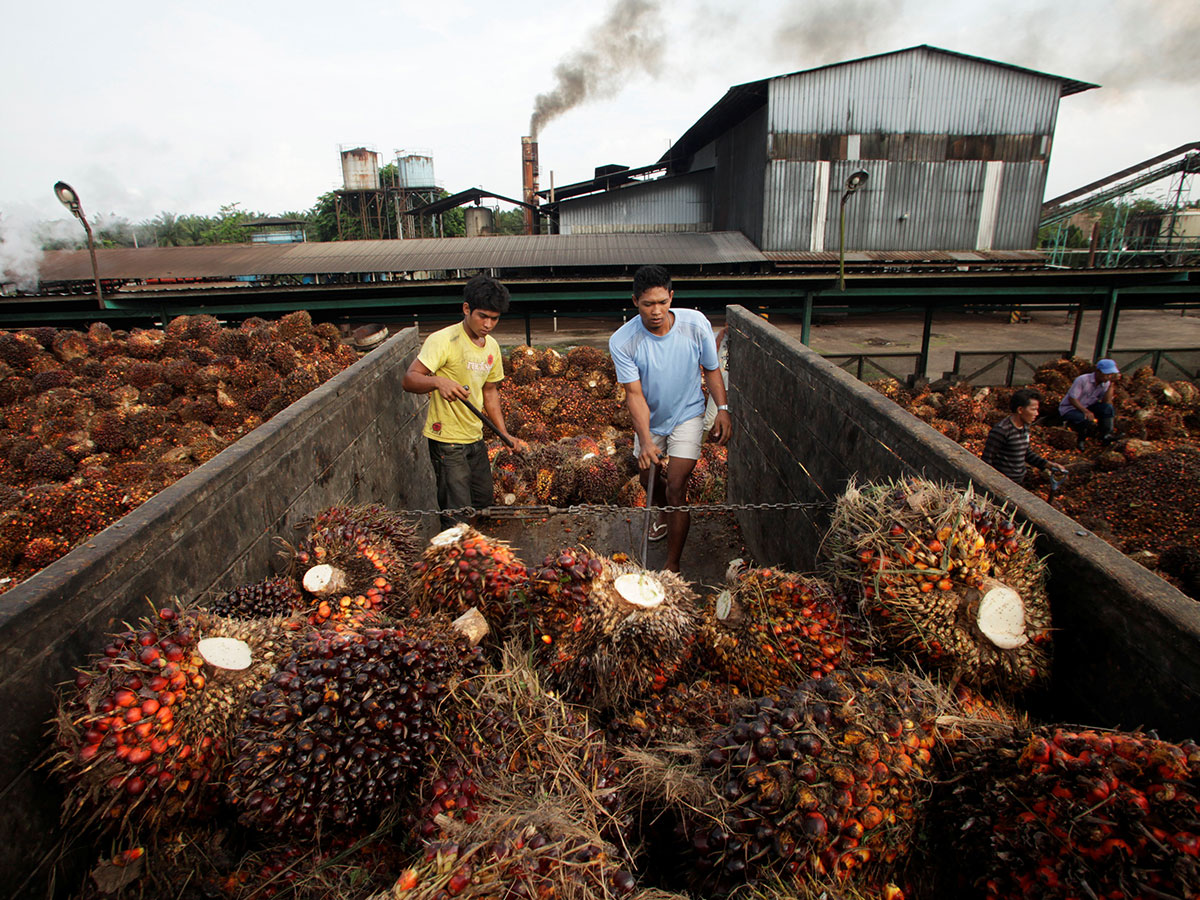 Промышленность малайзии. Плантации пальмового масла в Индонезии. Малайзии производителем пальмового масла. Завод пальмового масла. Промышленность Индонезии.