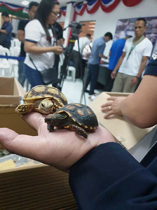 Image result for wild tortoises found in hong kong airport ducttaped