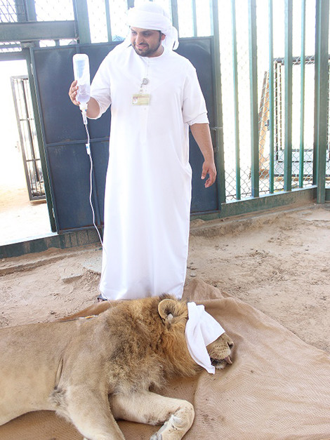 Four lions among exotic pets confiscated from Sharjah homes | Society –  Gulf News