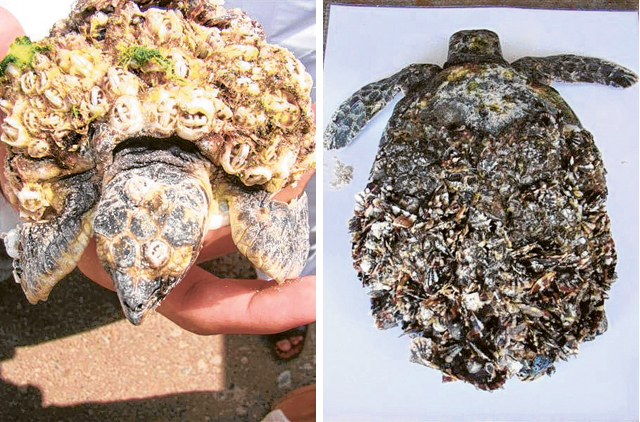 Inspectors save 11 hawksbill turtles covered in sea debris