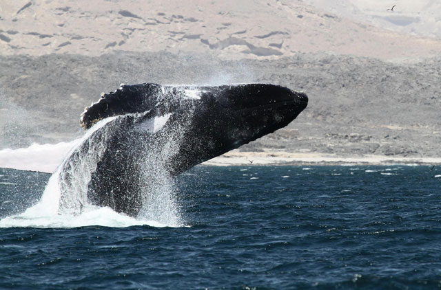 Endangered whales found 1km from Dubai coast