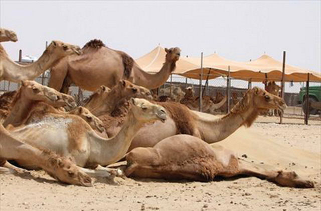 Top-breed racing camels lost in Qatar