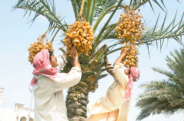 Dates Tree in Abu Dhabi | UAE | Date Palm Tree - Abu Dubai 