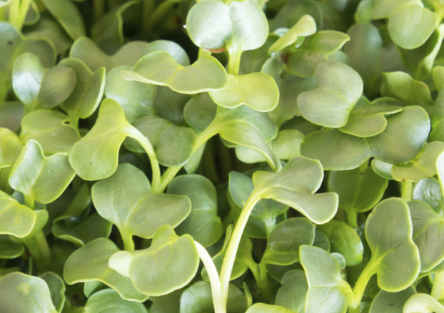 Watercress: A Superfood For Your Health And Immune System