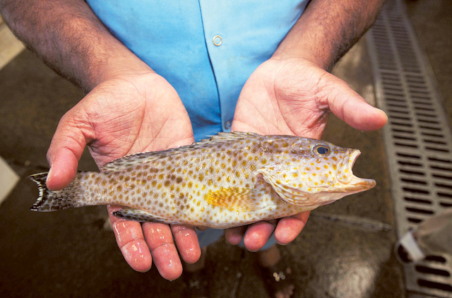 Student tracks key Arabian Gulf fish species