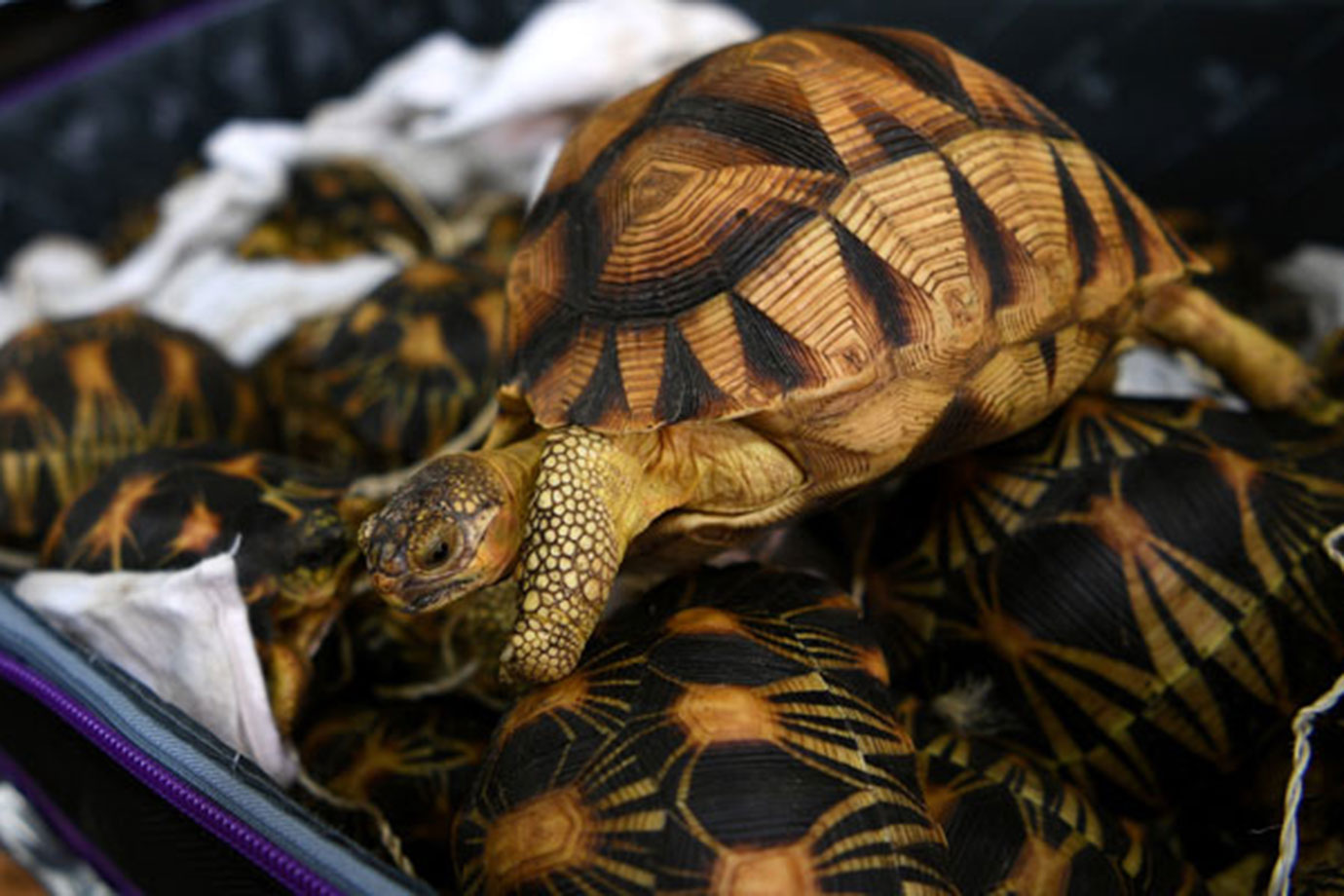 Endangered animals were smuggled on board a UAE-based flight