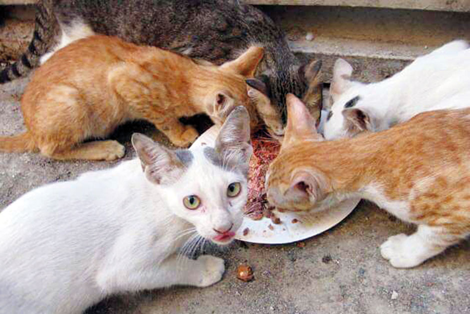 Volunteers needed to help stray cats in Dubai