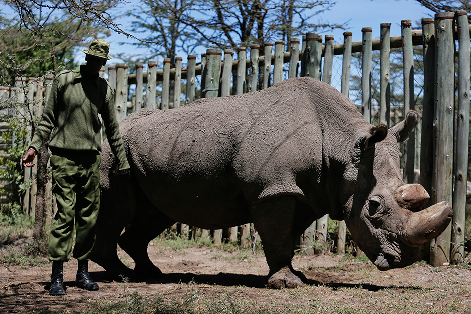 Last male northern white rhino dies in Kenya: keepers