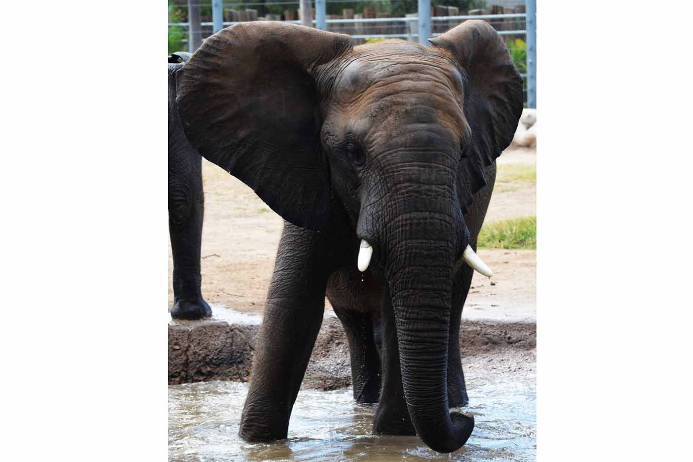 Beloved Tucson zoo elephant dies suddenly of 'twisted gut'