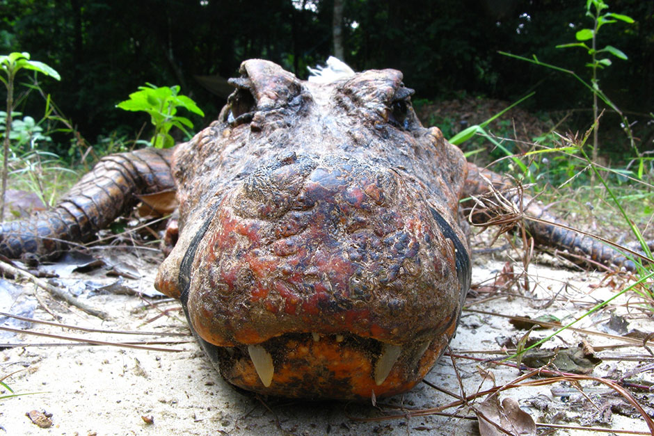 orange tree crocodile xylophone